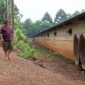 vicultor diz ter perdido 400 aves em um dia de calor no Paraná — Foto: Caminhos do Campo/RPC