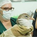 Foto: Zoológico de Guarulhos