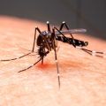 Doença provocada pelo mosquito Aedes aegypti pode levar a morte. — Foto: Adobe Stock